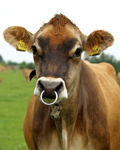Nysgerrig ko med ring i næsen