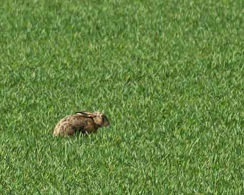 Hare på mark