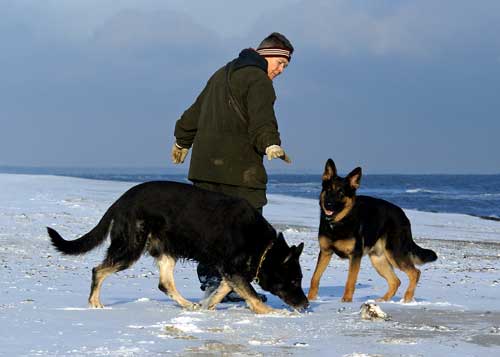 Hundene p stranden ved Gedesby